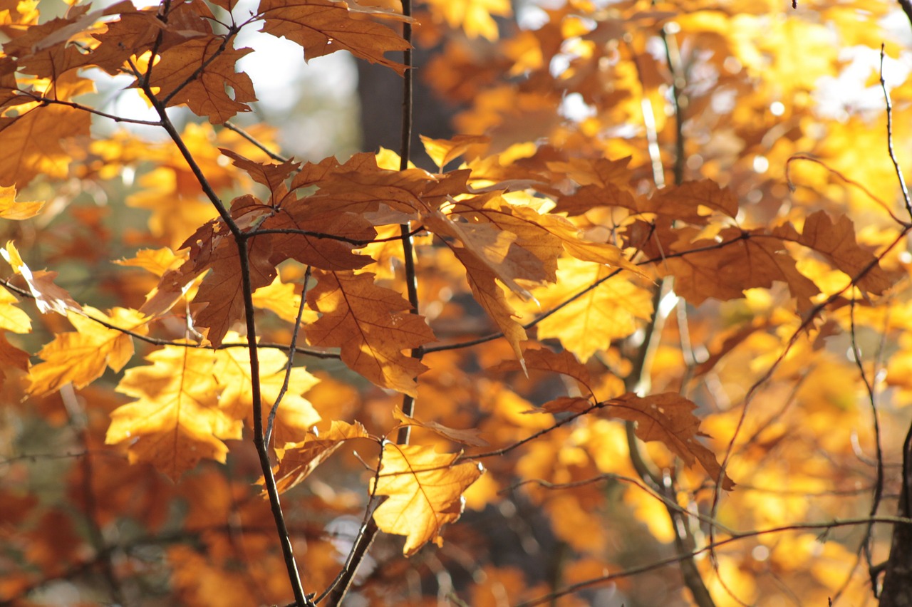 leaves fall color forest free photo