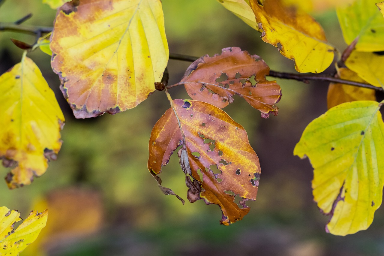 leaves fall foliage autumn free photo