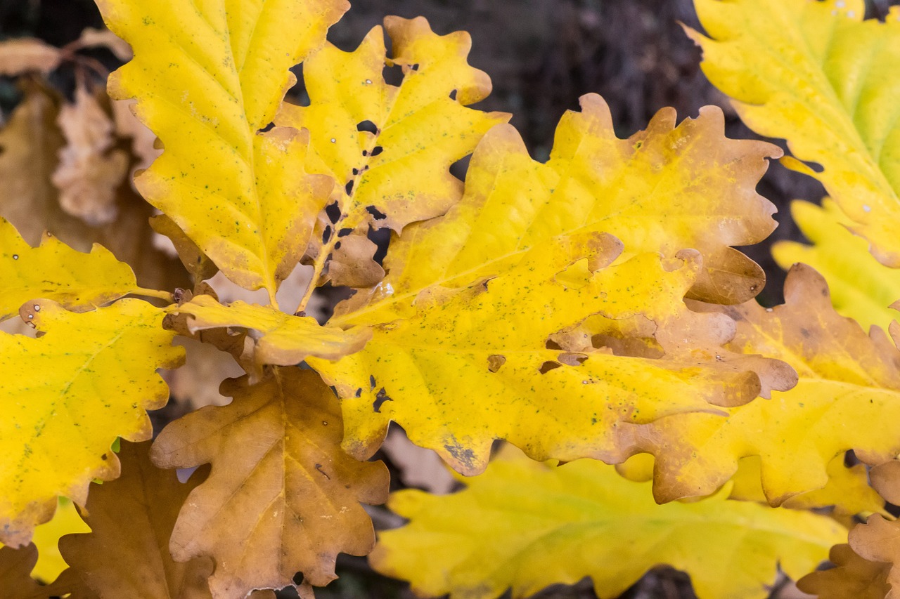 leaves fall foliage autumn free photo