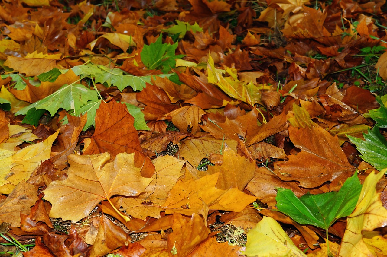 leaves late autumn leaves in the autumn free photo