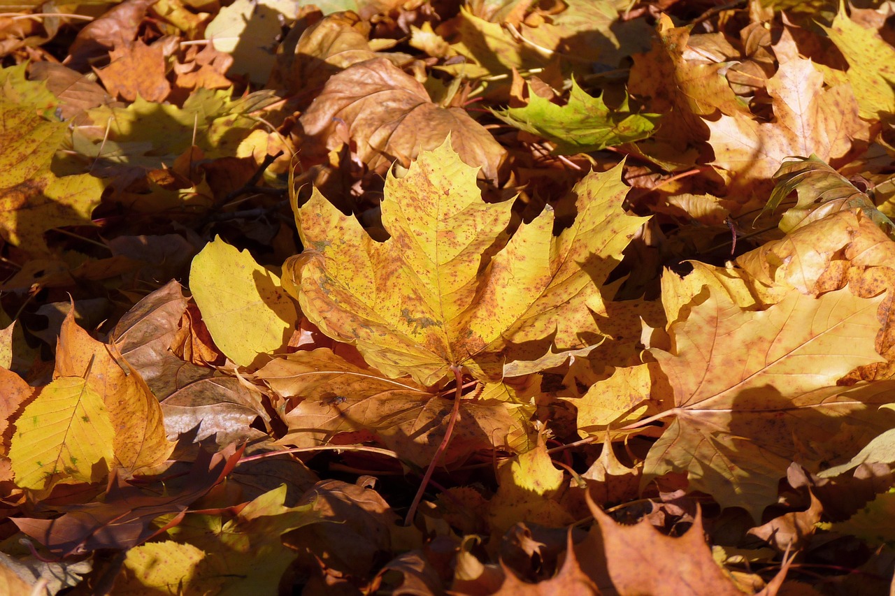 leaves autumn forest free photo