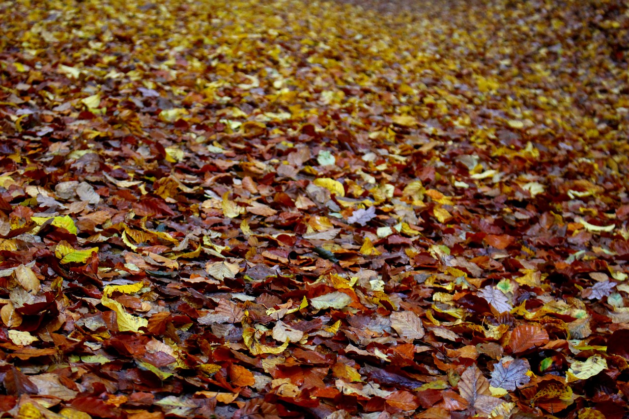 leaves forest floor autumn free photo