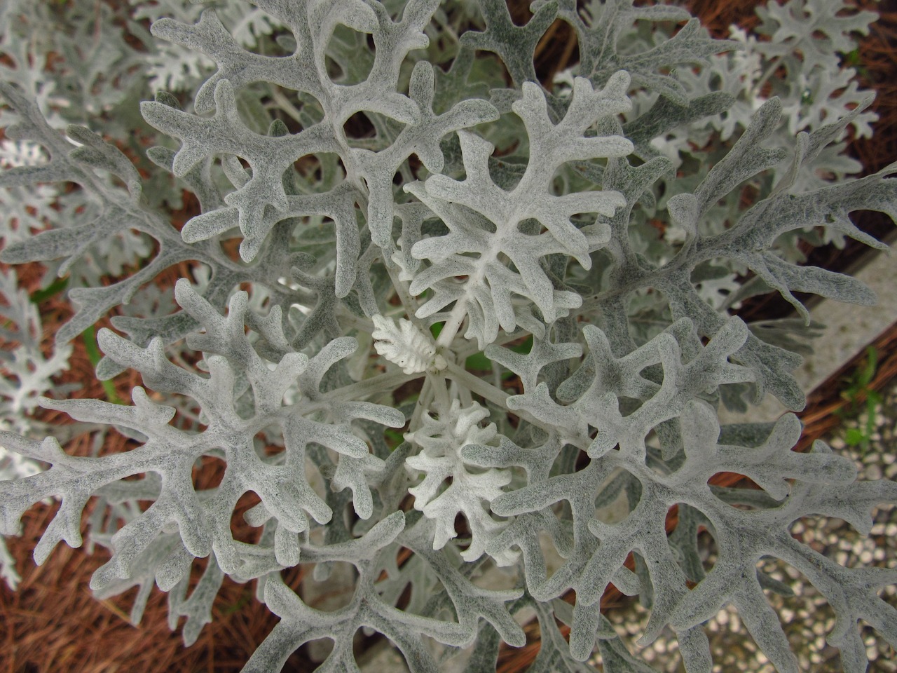 centaurea cineraria leaves branches free photo