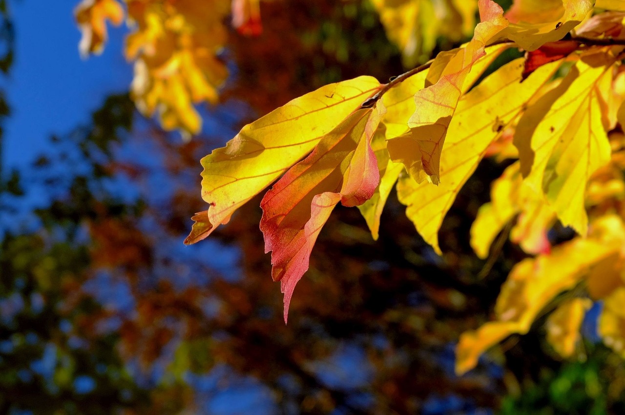 leaves yellow red free photo