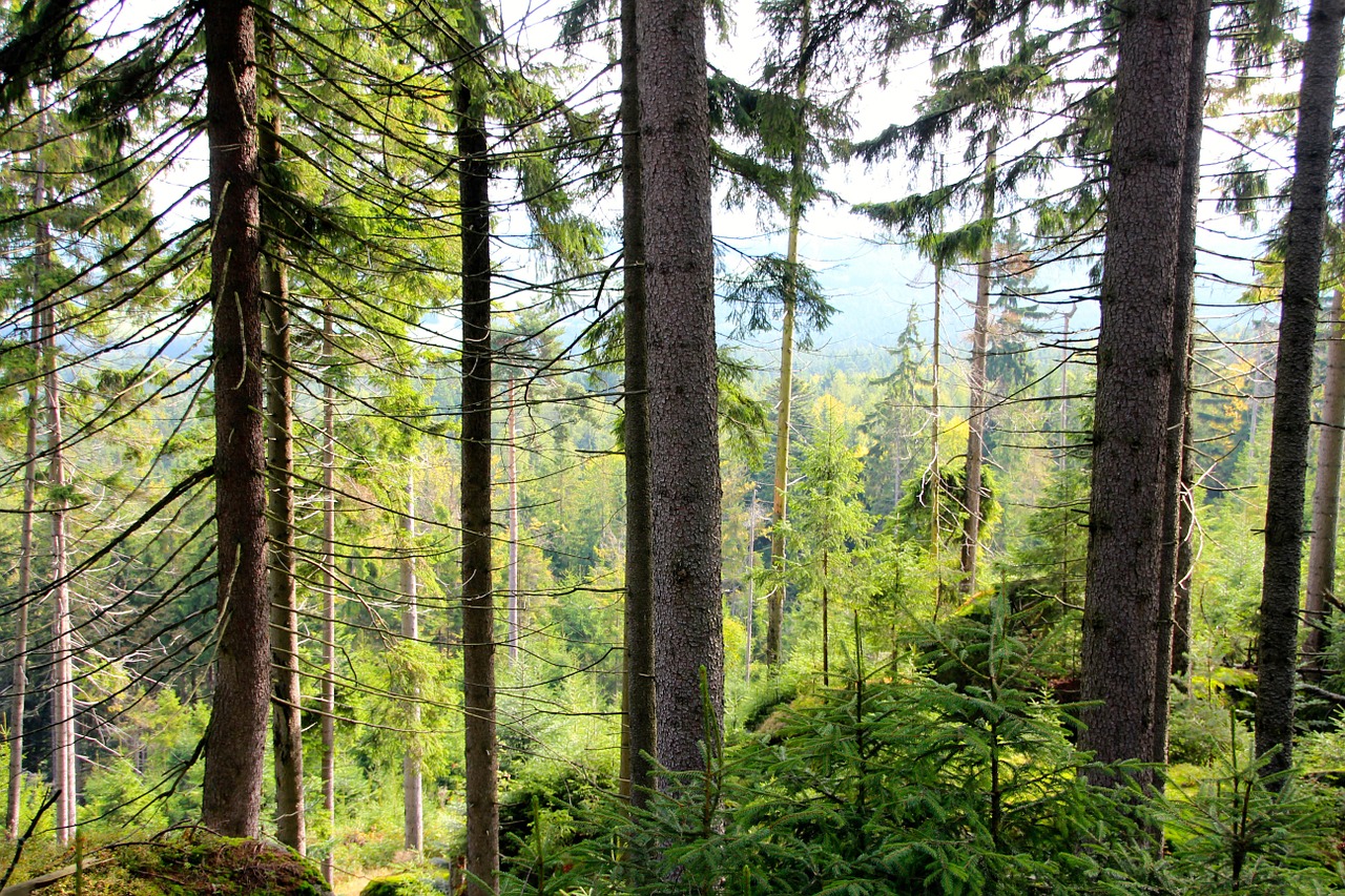 leaves trees crown free photo