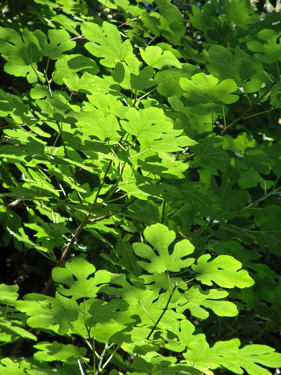 leaves tree green plant free photo