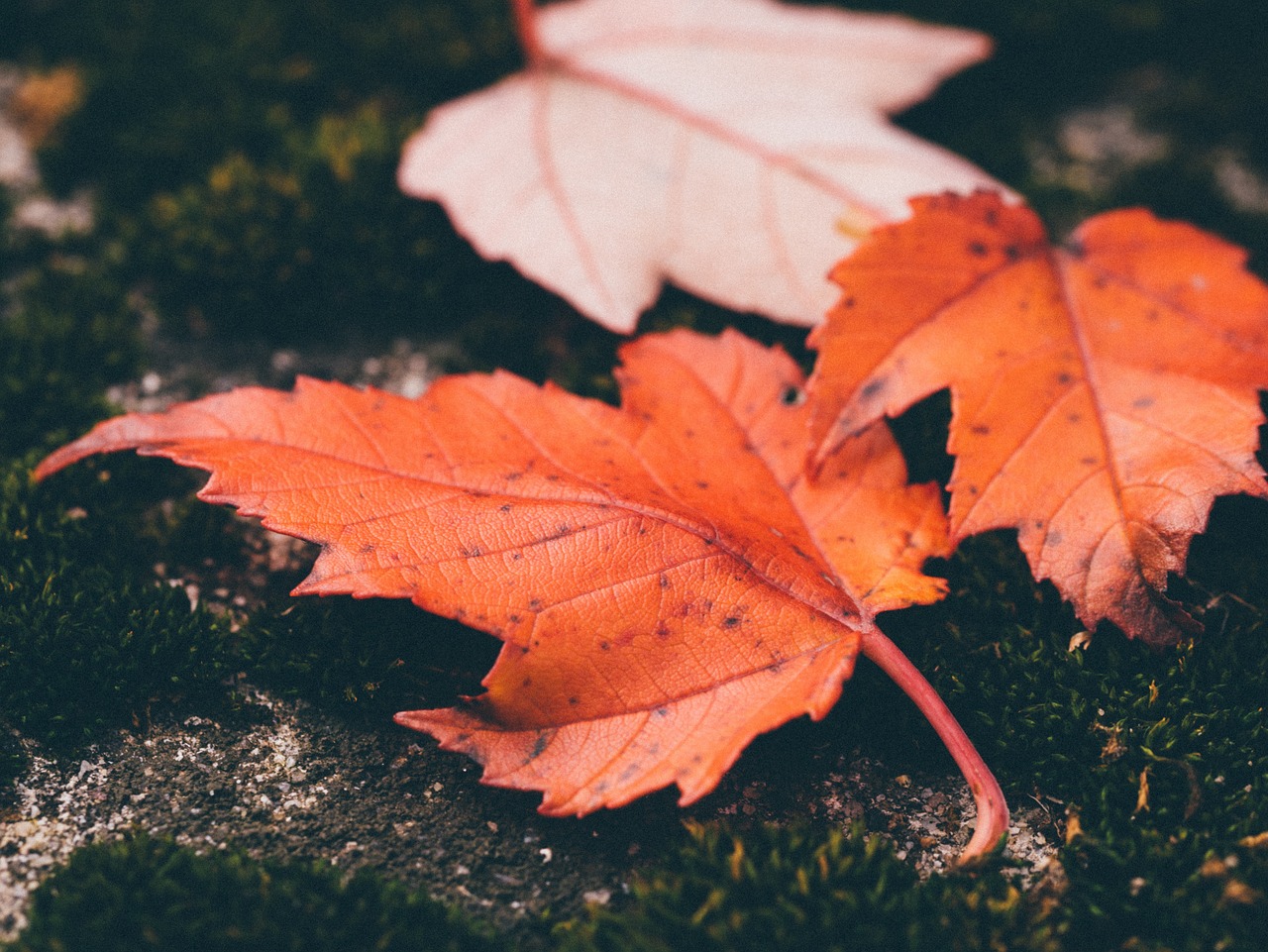 leaves autumn macro free photo