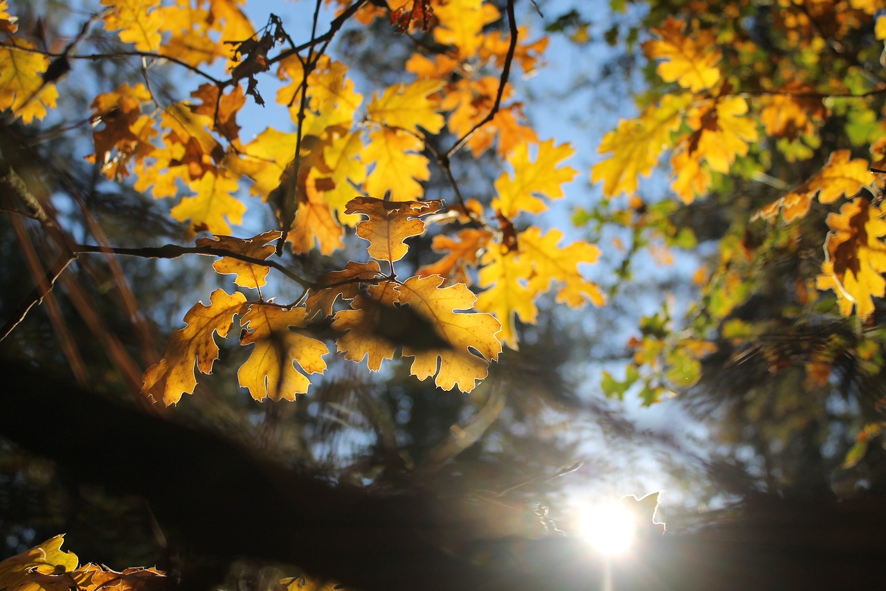 leaves autumn foliage free photo