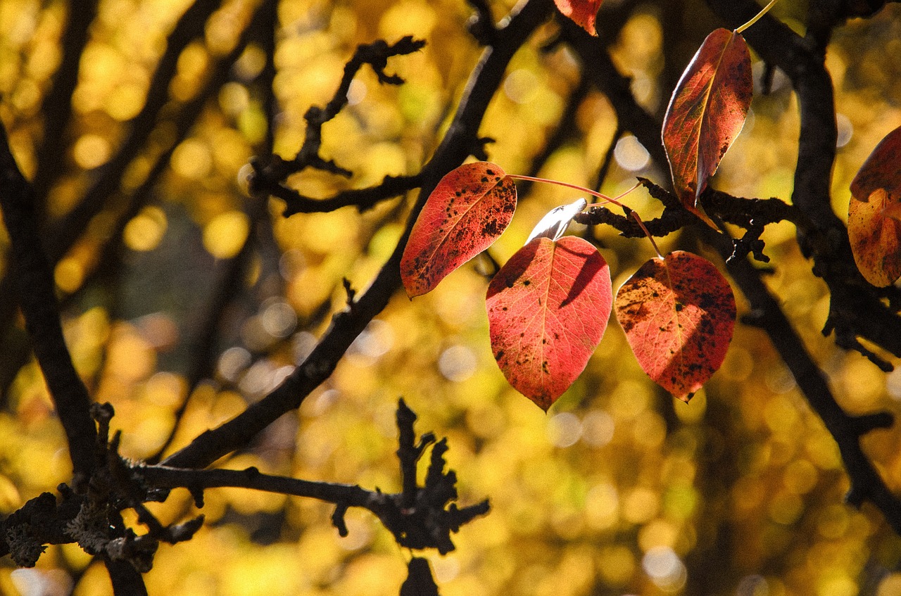 leaves red autumn free photo