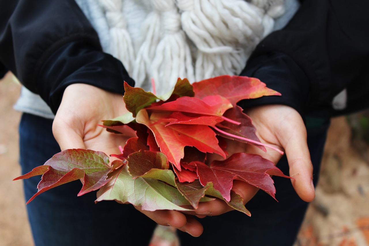 leaves hands holding free photo