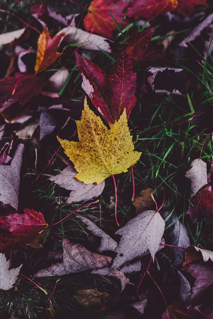 leaves autumn background autumn free photo