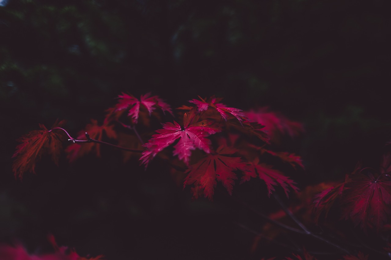 leaves autumn purple free photo