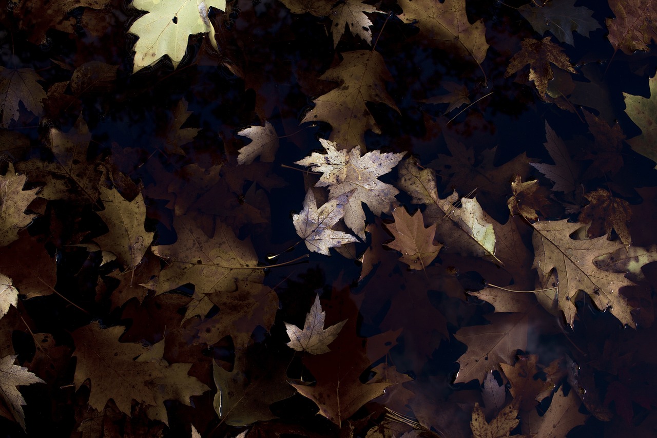 leaves leaf dried free photo