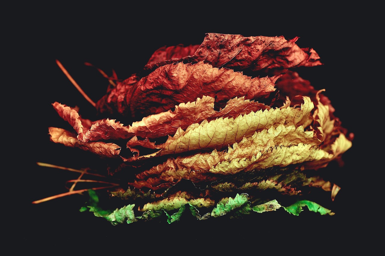 leaves colorful still life free photo