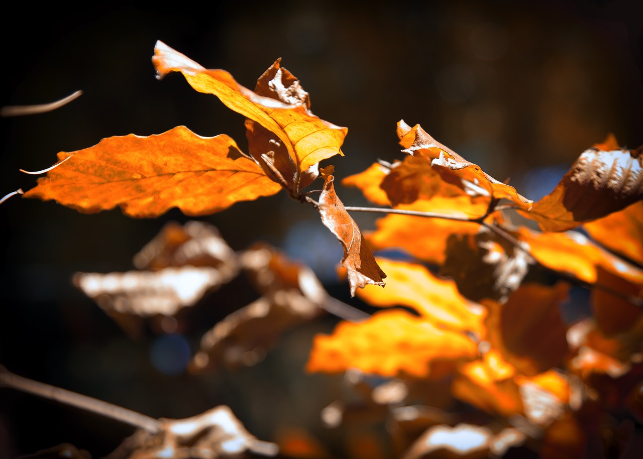 leaves sunlight leaf free photo