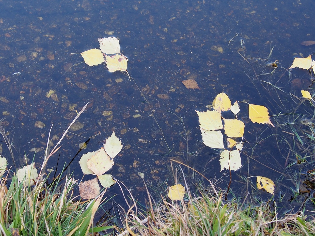 leaves foliage autumn free photo