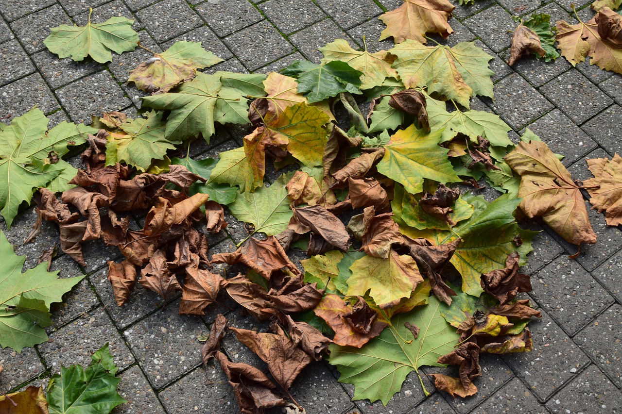 leaves autumn fall foliage free photo