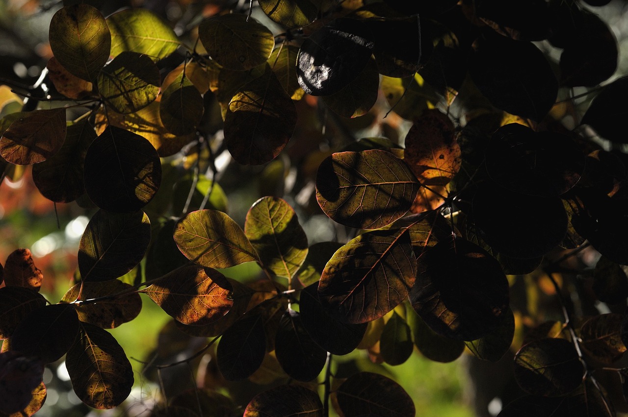 leaves autumn shadow games free photo