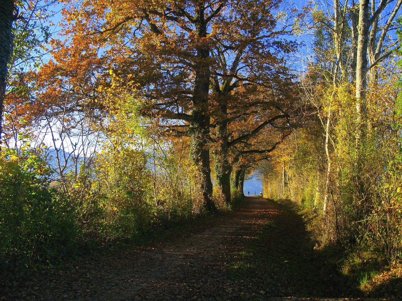 leaves forest path free photo