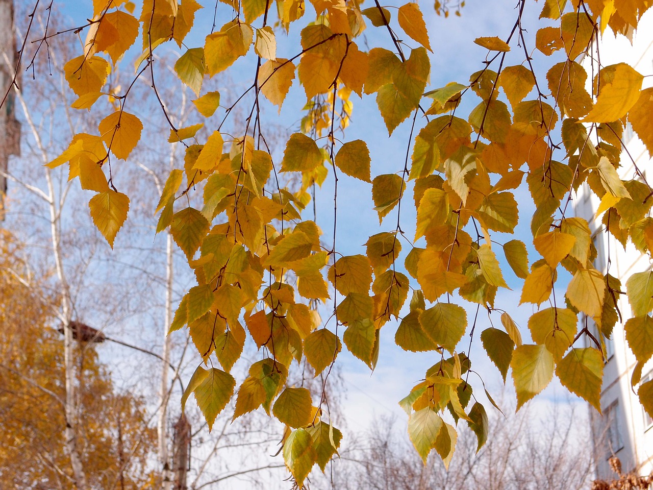 leaves birch yellow free photo