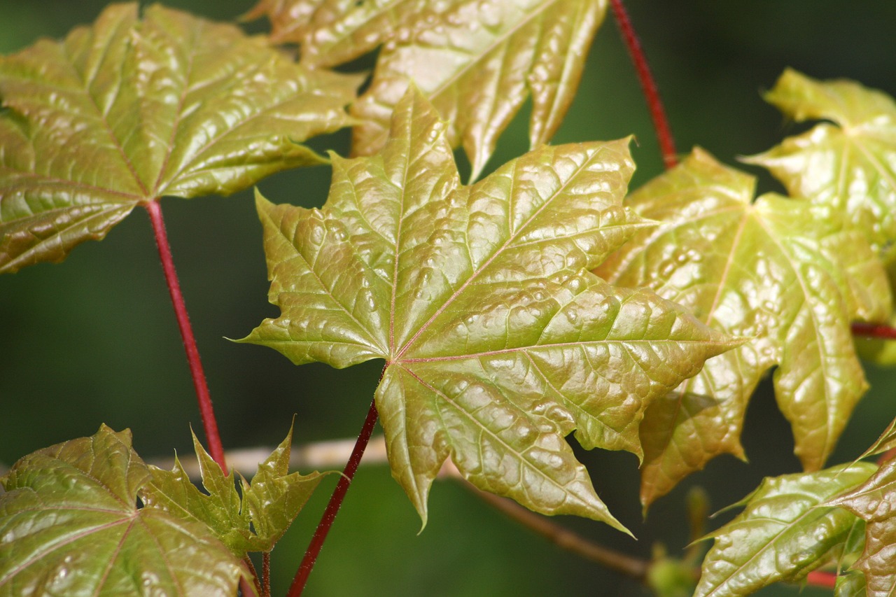 leaves green plant free photo