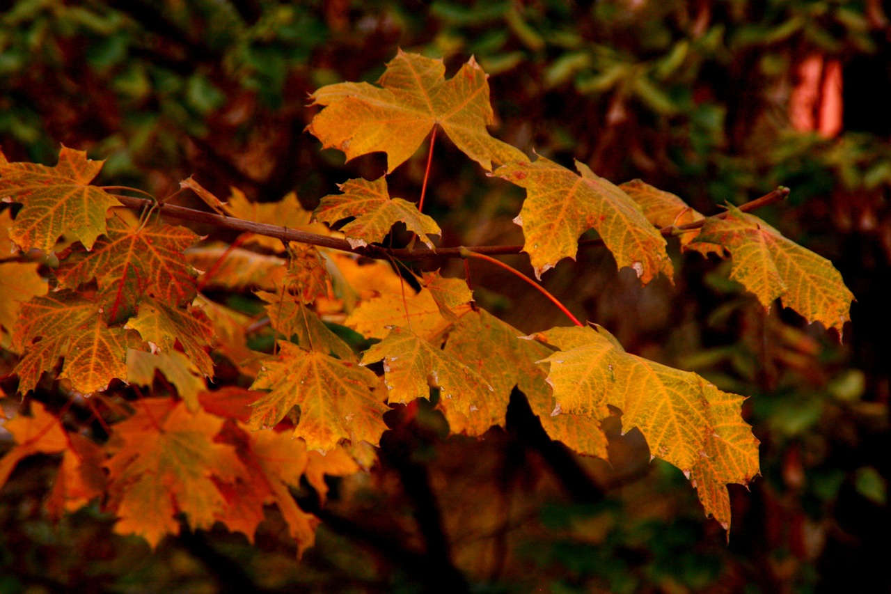 leaves autumn tree free photo