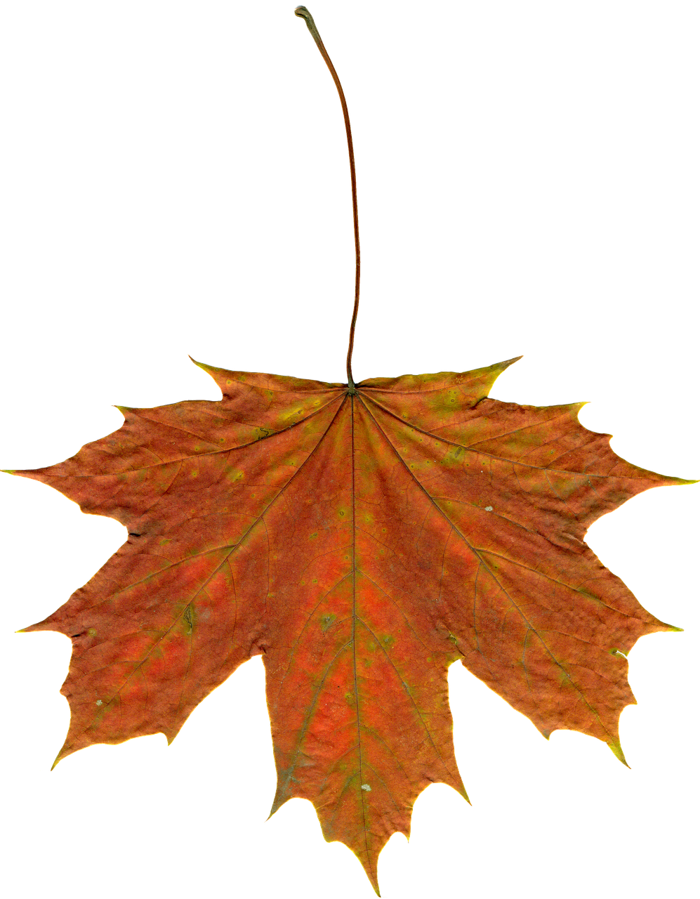 leaves autumn leaves clipart free photo