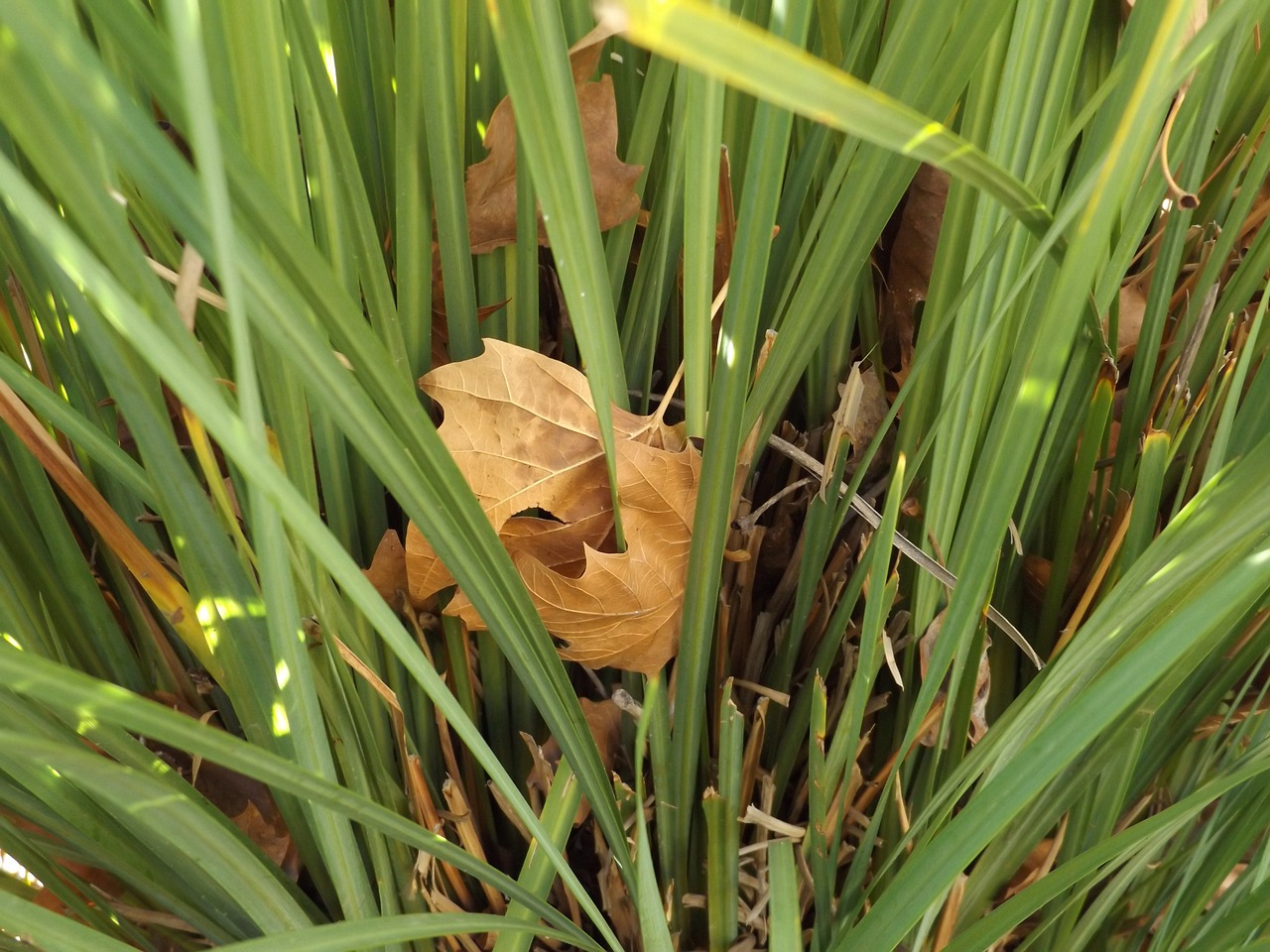 leaves leaf grass free photo