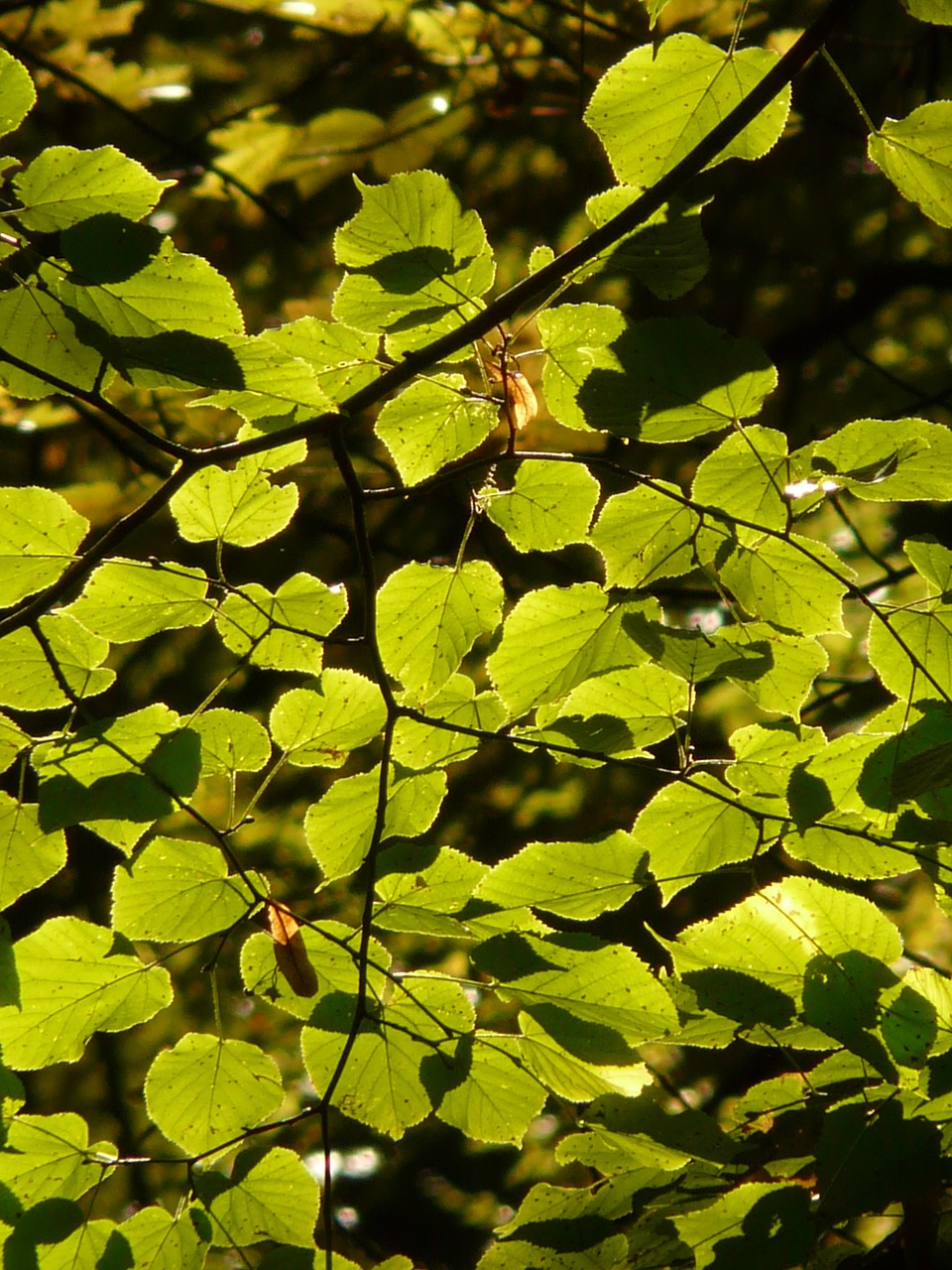 leaves,back light,green,tree,branch,sunlight,light,shine through,linde,lipovina,free pictures, free photos, free images, royalty free, free illustrations, public domain