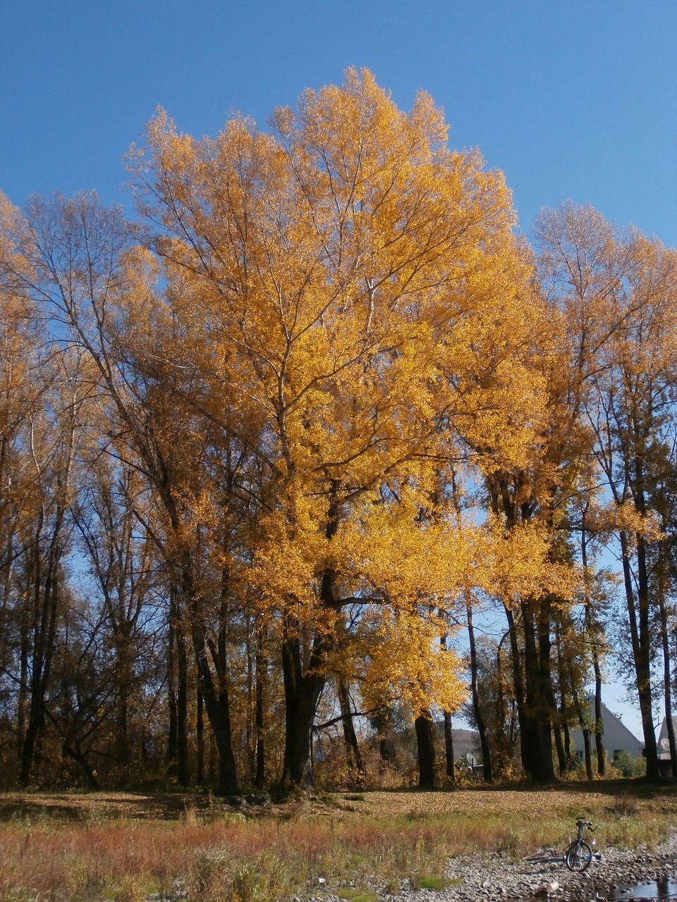 leaves autumn sunny free photo