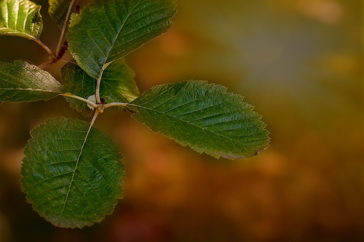 leaves plant green free photo