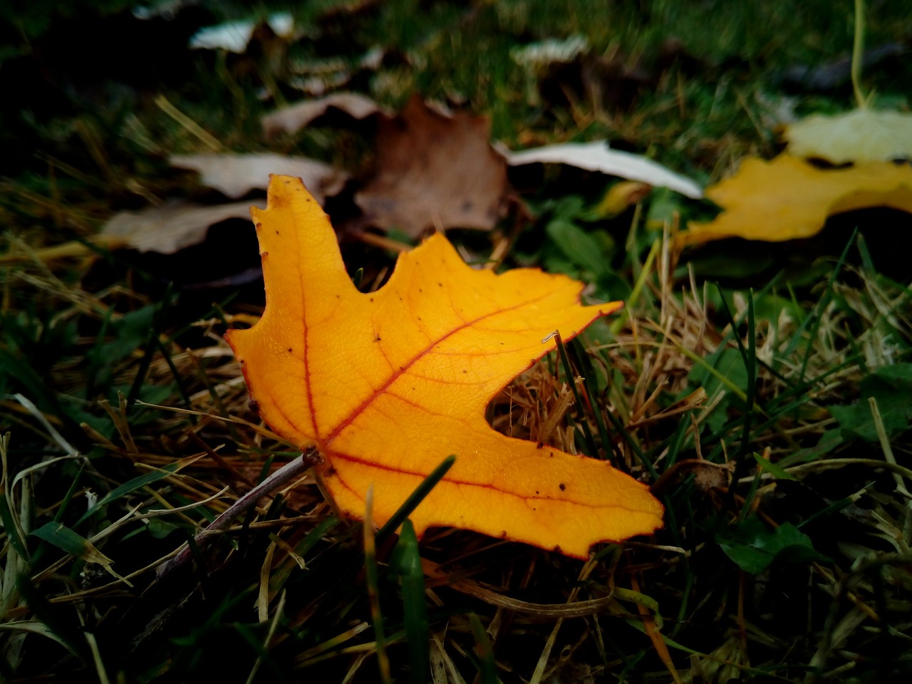 leaves dry autumn free photo