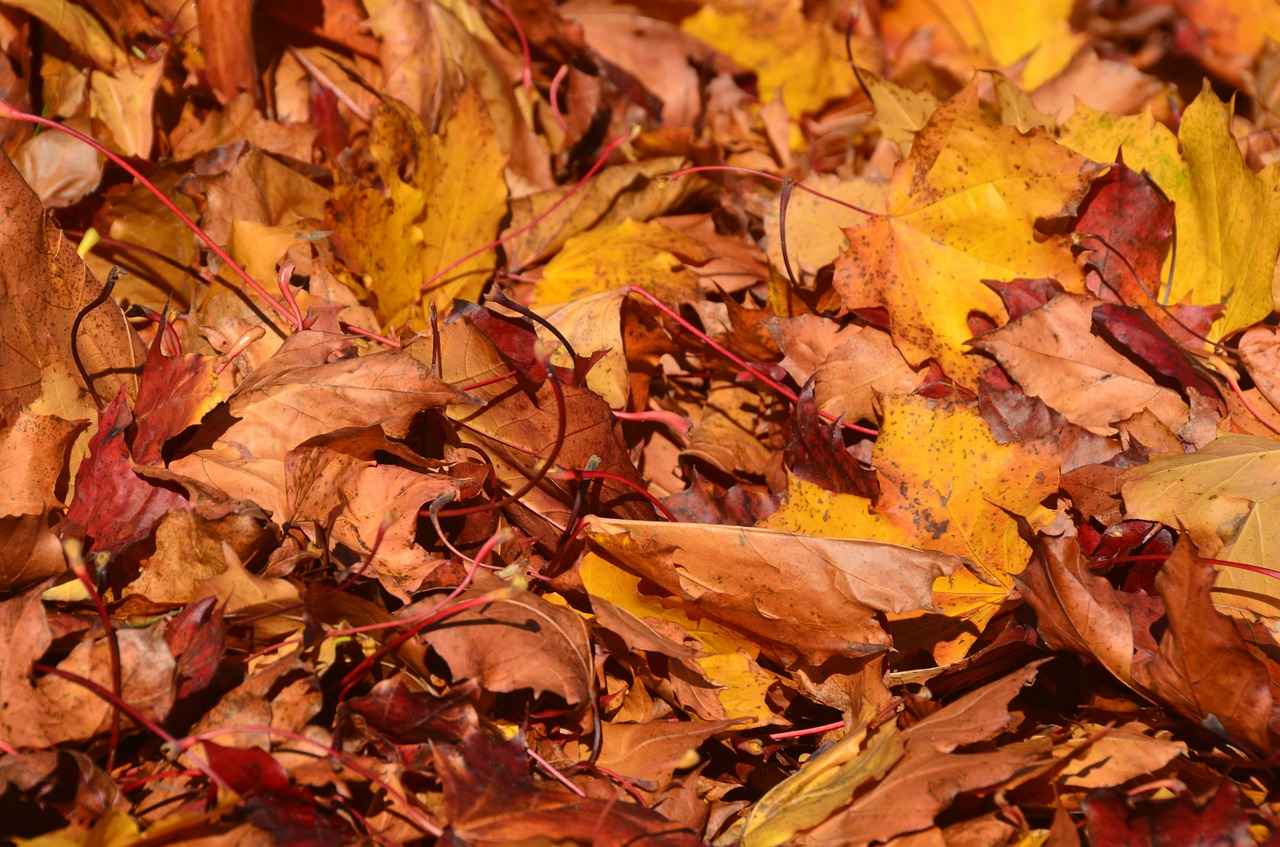 leaves tree brown free photo