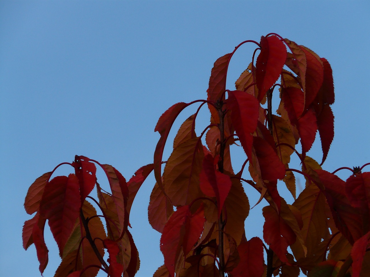 leaves red coloring free photo