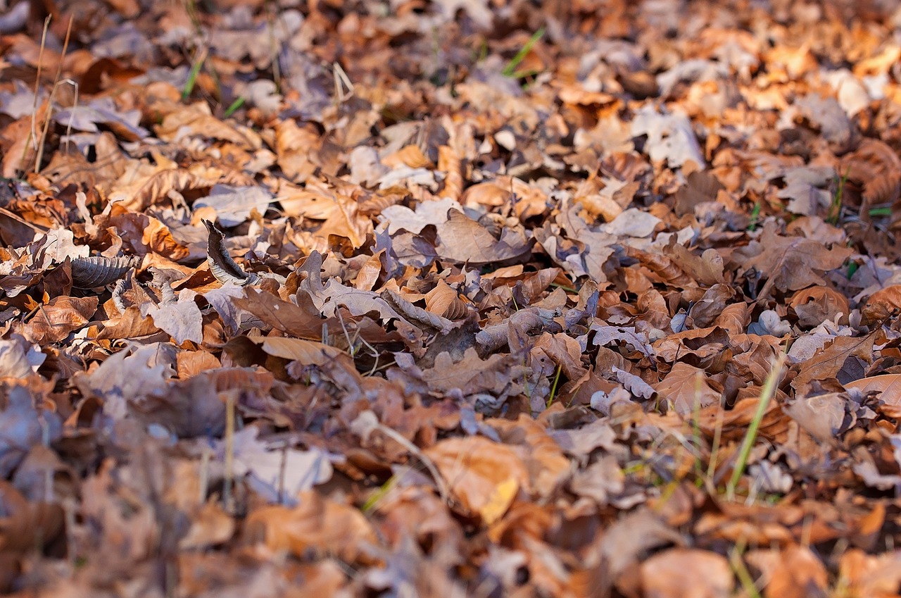 leaves fall foliage ground free photo