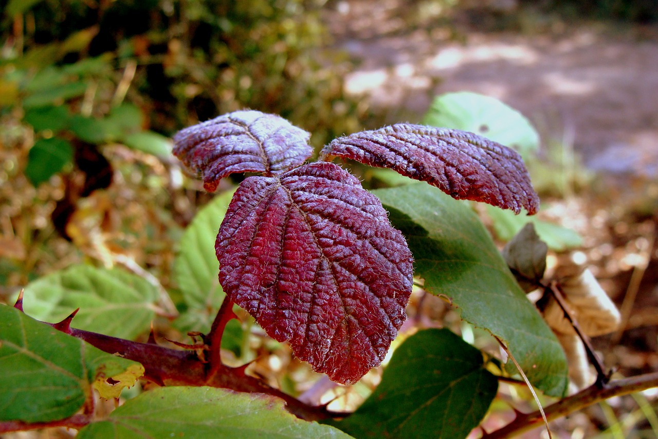 leaves shrub vegetation free photo