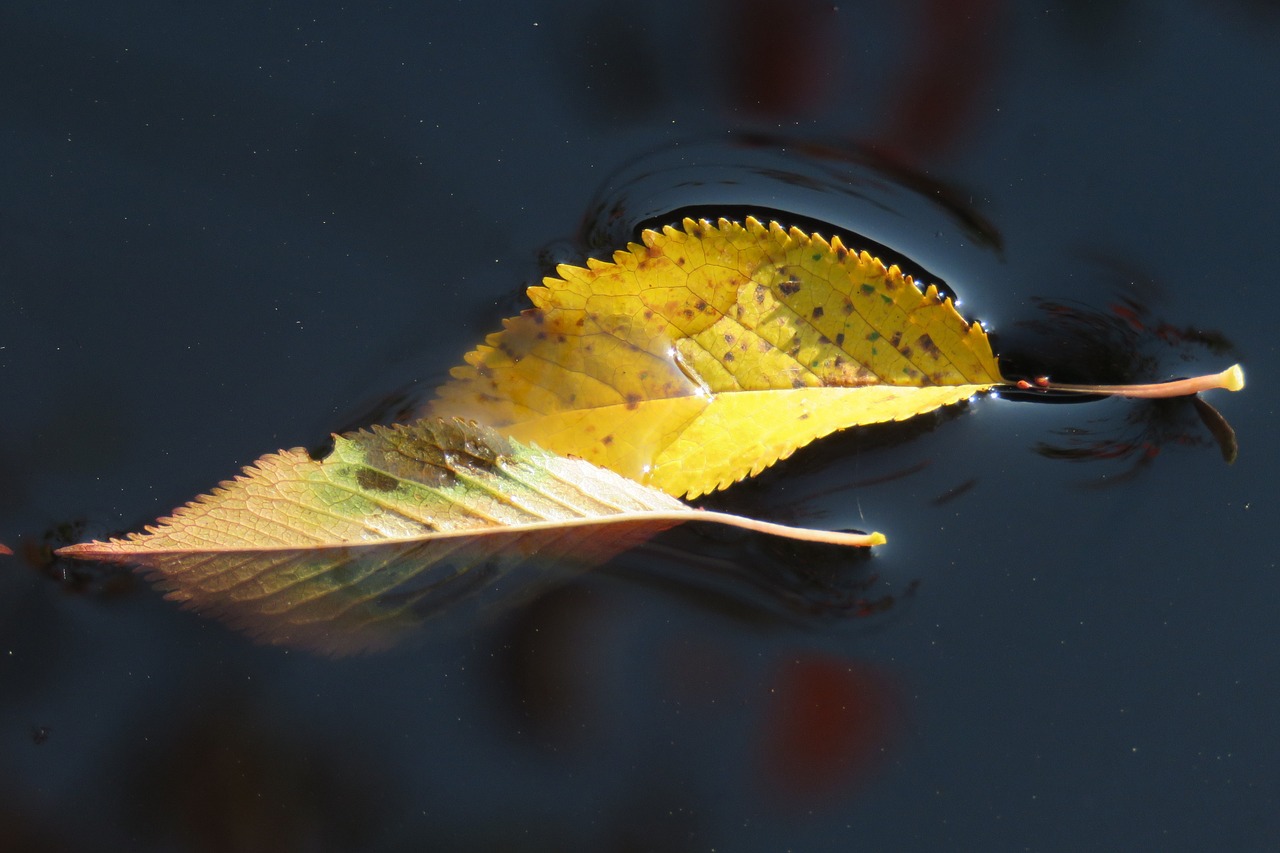 leaves water fall leaves free photo