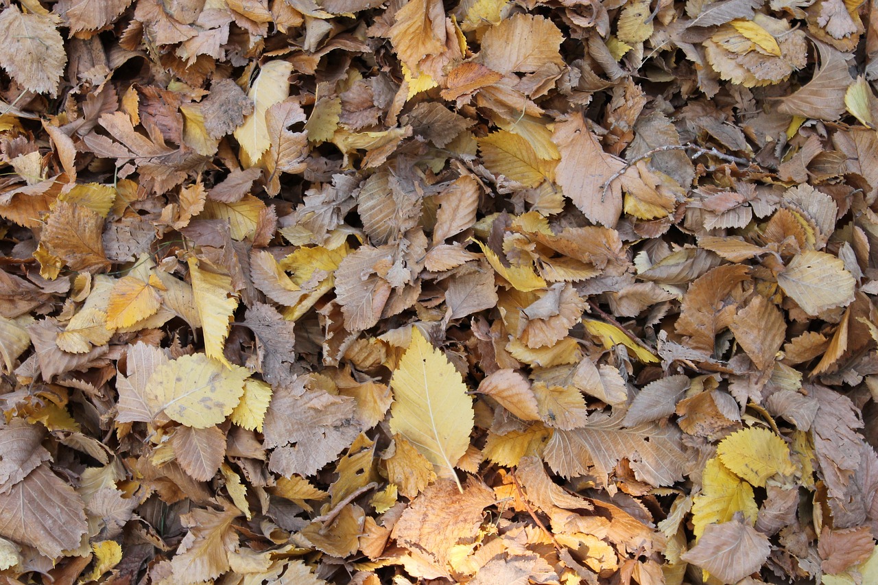 leaves background fall free photo