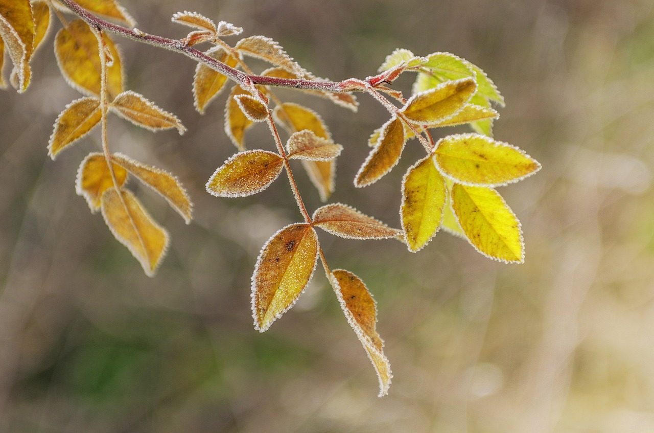 leaves frost ice free photo