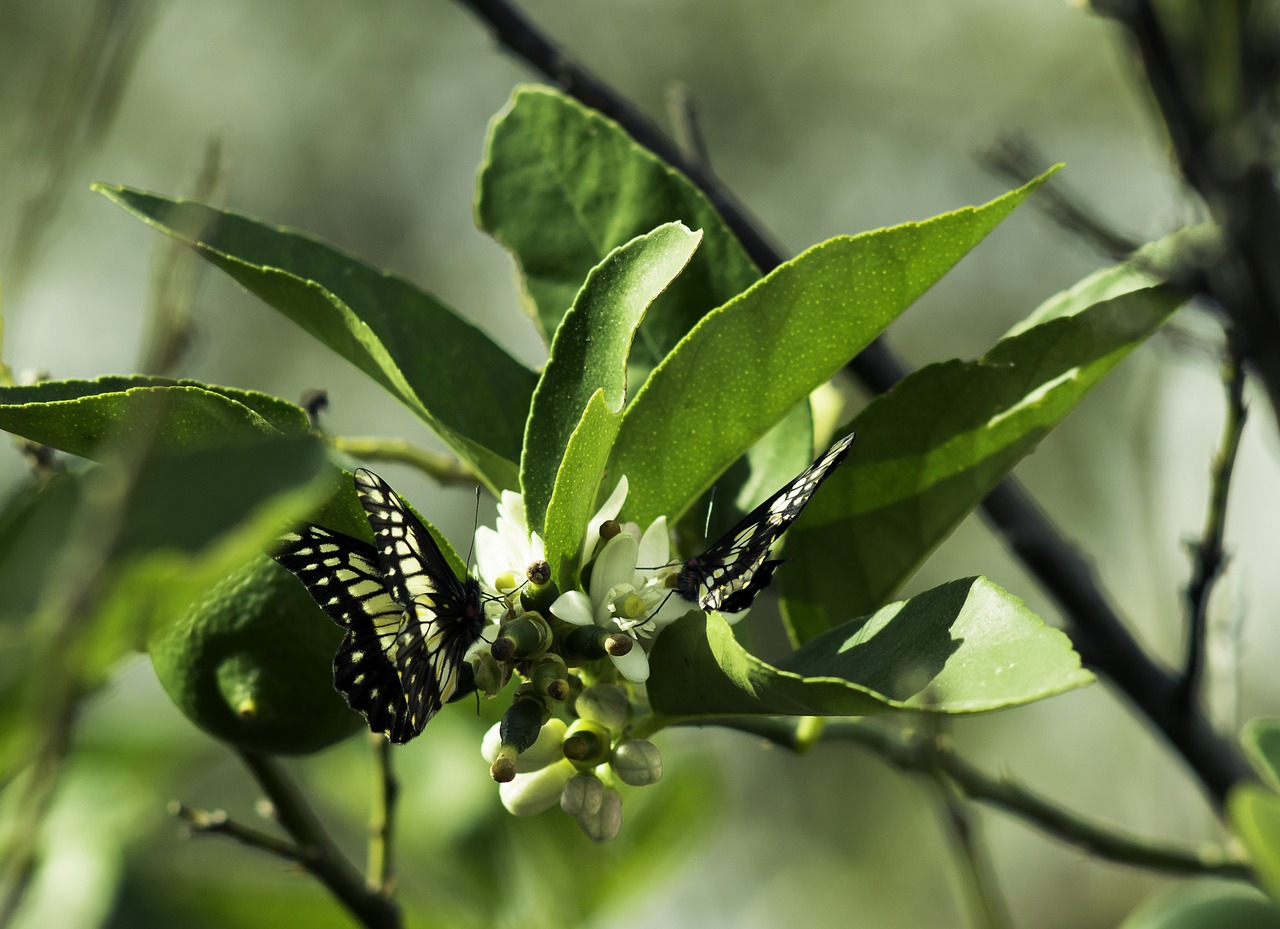 leaves butterflies insects free photo