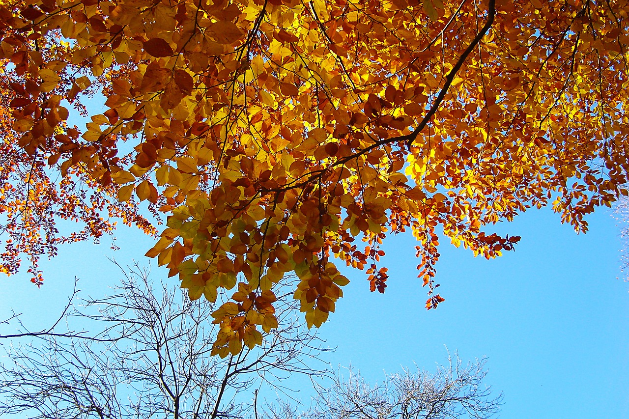 leaves branch sky free photo