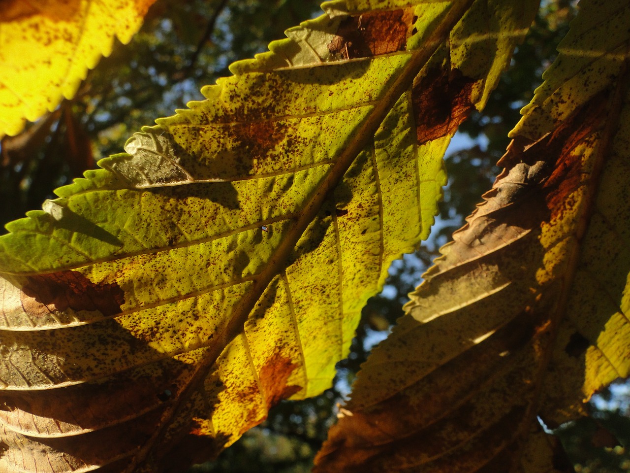 leaves horse chestnut autumn free photo