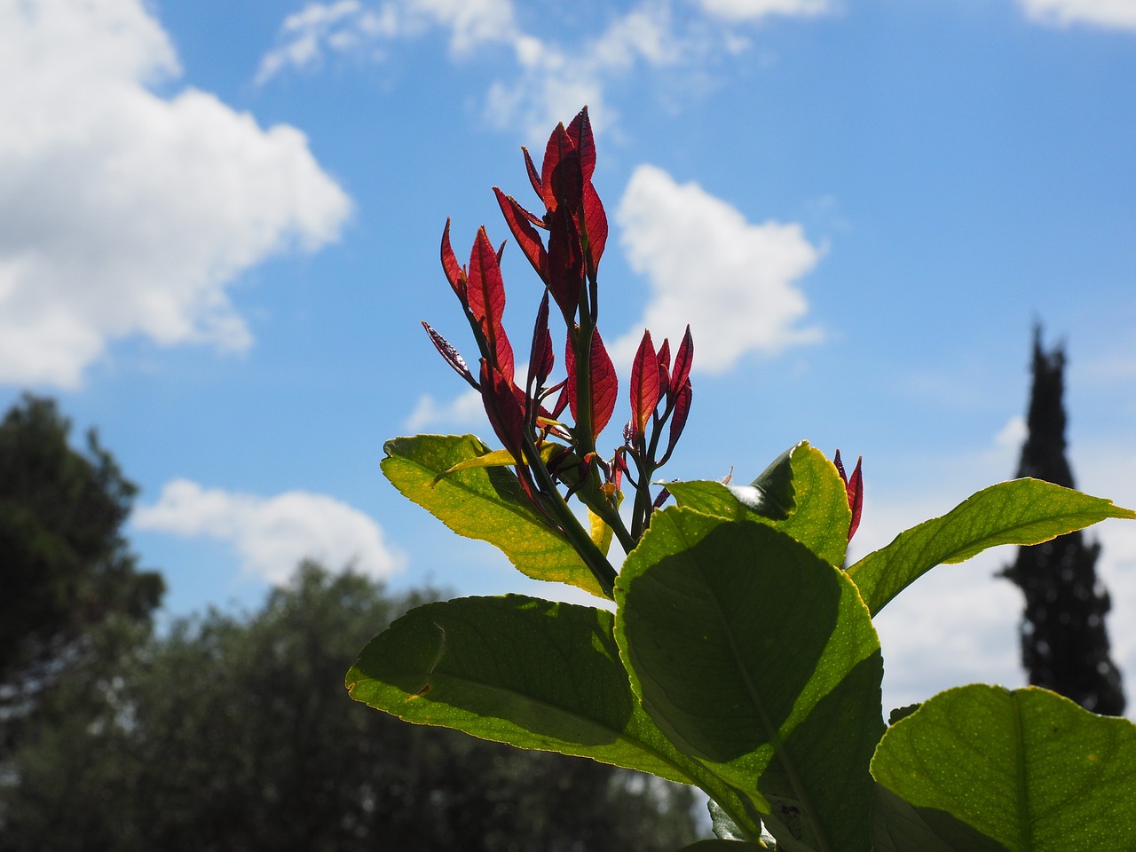 leaves red bush free photo