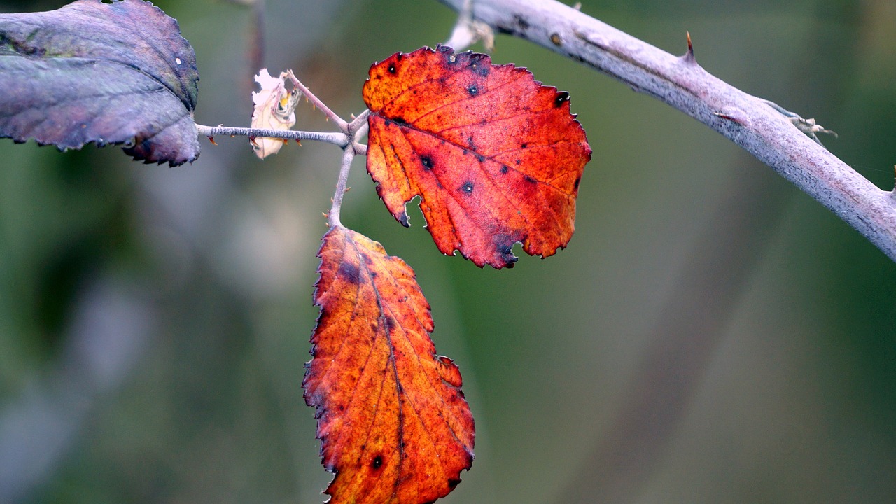 leaves red nature free photo