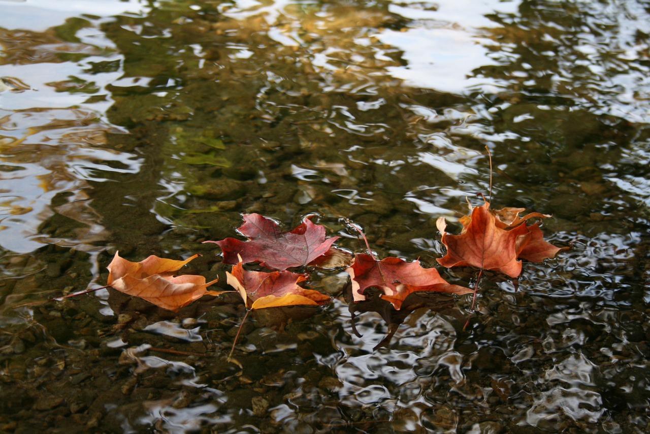 leaves fall fall leaves free photo