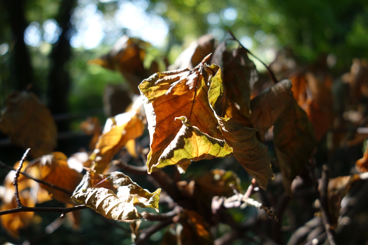 leaves autumn forest floor free photo