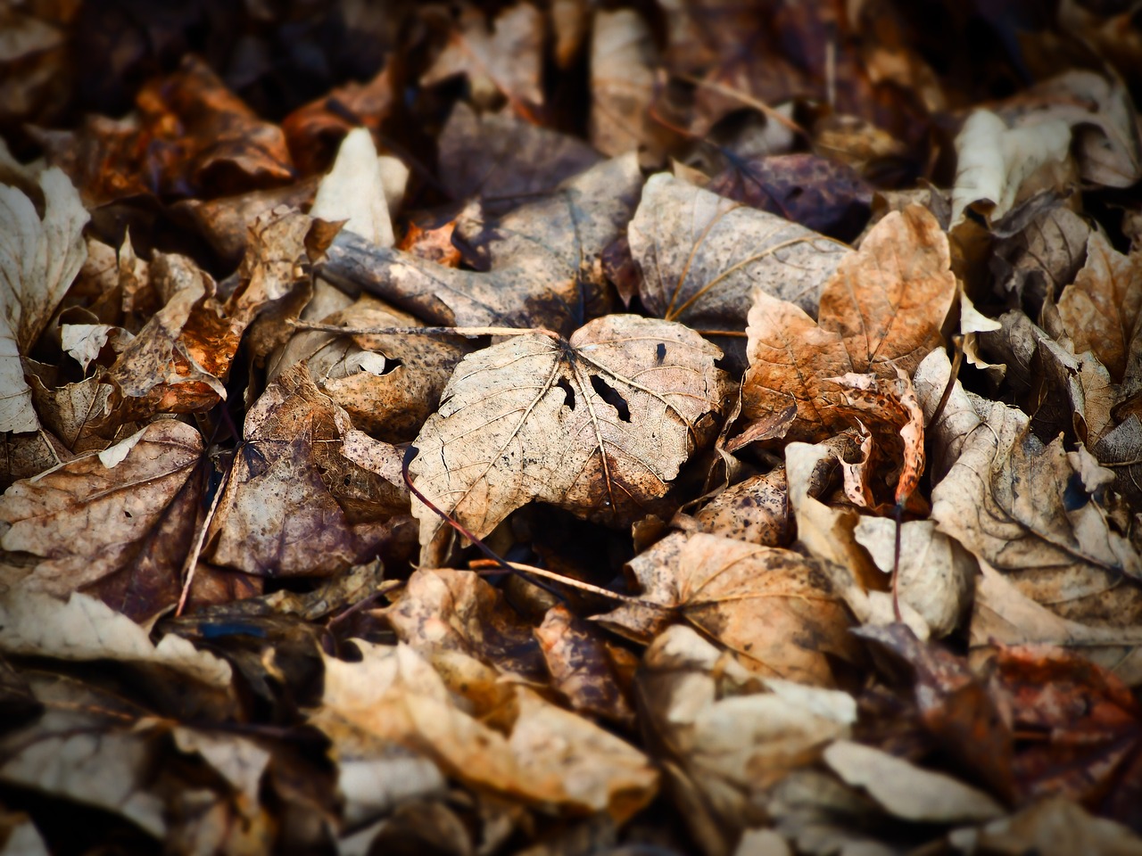 leaves winter forest free photo