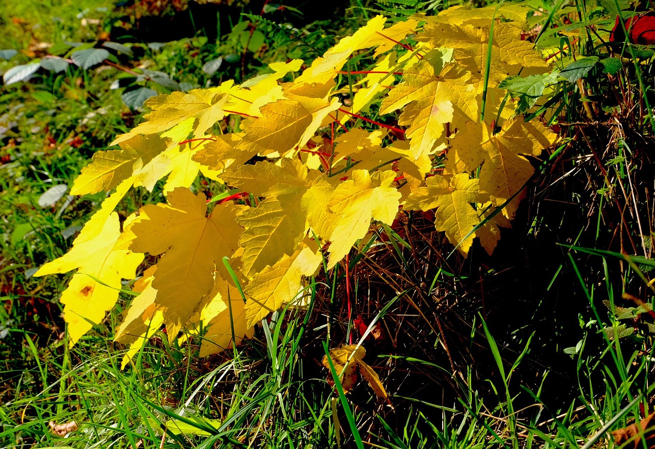 leaves yellow plant free photo