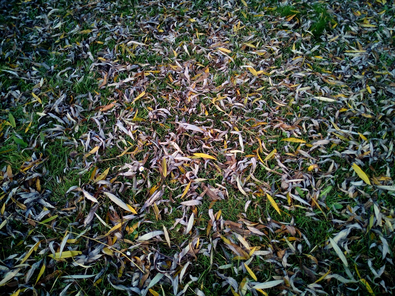 leaves dry soil free photo