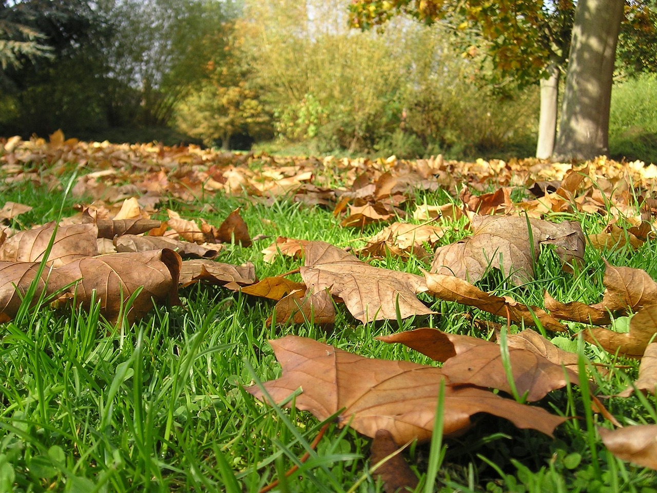 leaves dead leaves autumn free photo